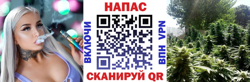 Канабис OG Kush Горячеводский